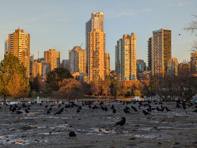 20250113_001245090 Birds.jpg