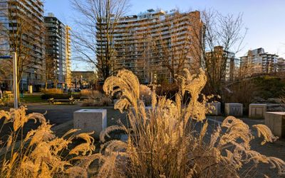 20250120_000311372 Plants in sun Olympic Village.jpg