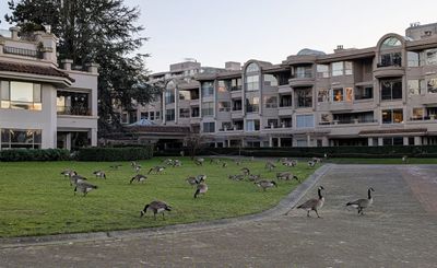 20250120_003717723 False Creek Geese.jpg
