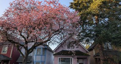 20250330_014615926 Blossums Pink House.jpg
