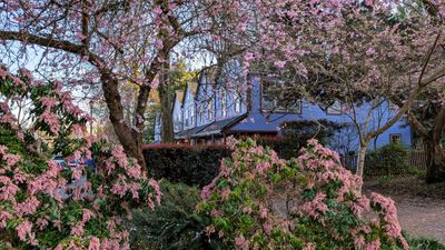 20250330_015112418 Blue row houses pink shrubs.jpg