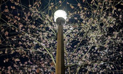 20250401_033823543 Streetlight blossoms.jpg
