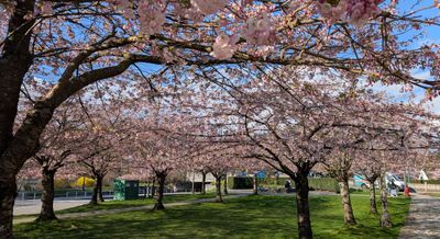 20250402_001858608 Blossoming Trees.jpg