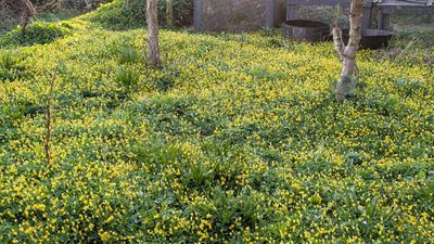 20250405_020922302 Field of flowers Strathcona.jpg