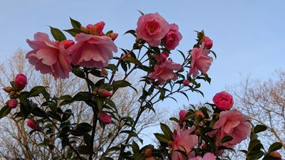 20250405_020658750 Park  pink Flowers.jpg