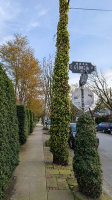 20250405_010827659 Vines on poles.jpg