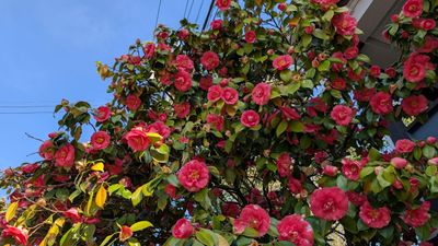 20250426_002919373 Japanese camellia.jpg