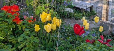20250426_002659159 Community garden tulips.jpg