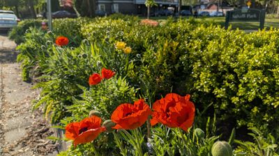 20250426_002606823 Poppies.jpg