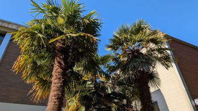 20250608_010858616 West 10th palm trees.jpg