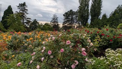 20250622_005420629 Q E Park rose garden.jpg