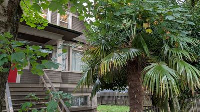 20250928_235538391 Guelph St House palm tree.jpg