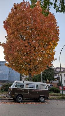 20251005_014923012 VW Bus Fall colours.jpg