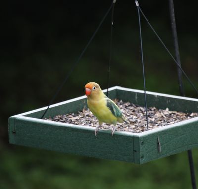 Love Bird