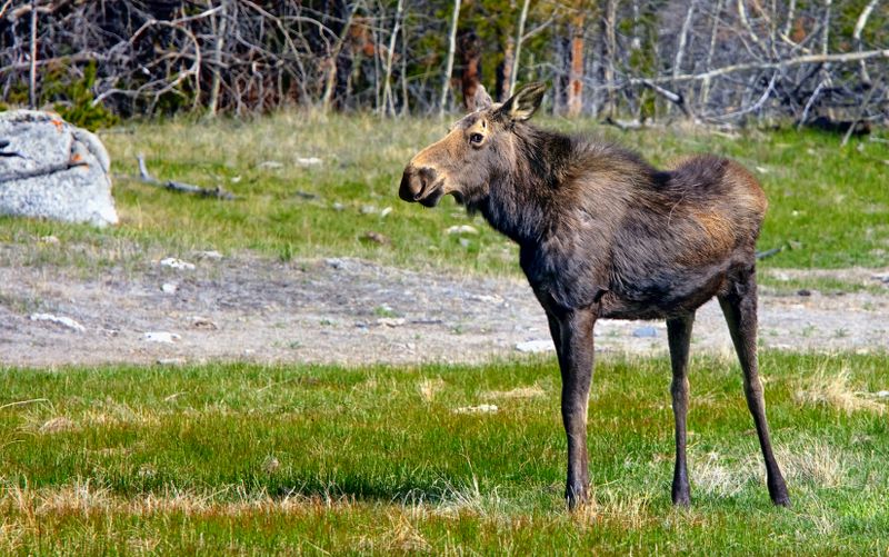Moose