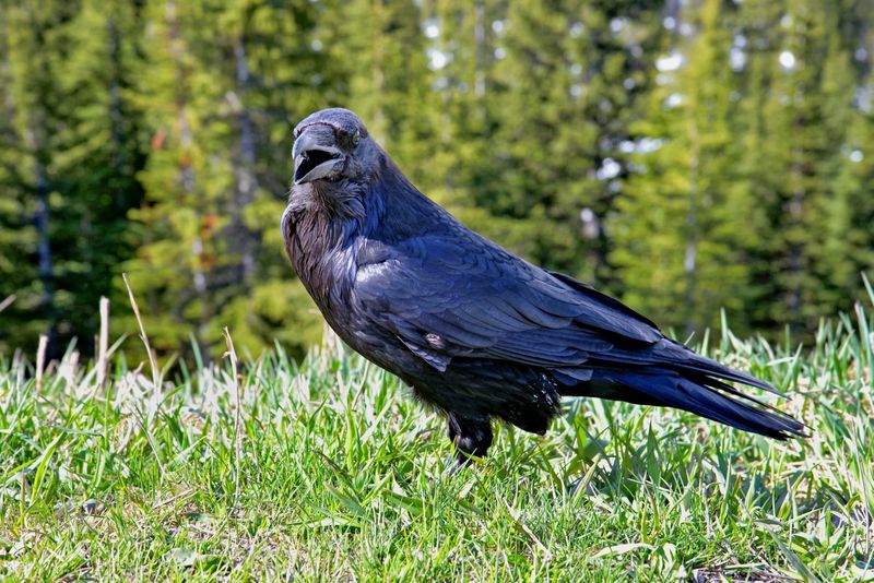 Raven