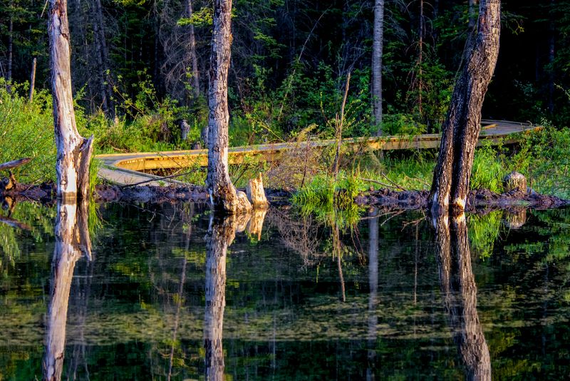 Beaver Boardwalk