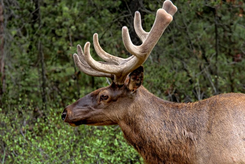 Elk