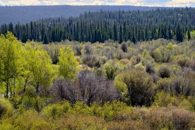 View from the country Chilko-Newton Road