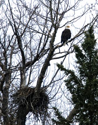 Bald Eagle