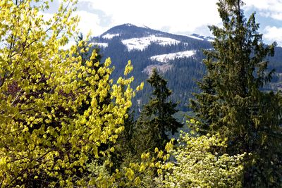 Spring Colors