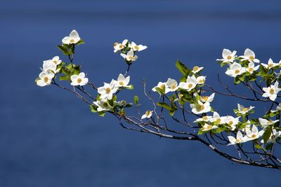 Blossoms