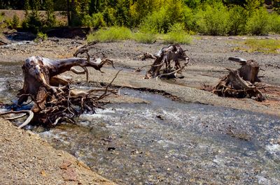 Tree Stumps