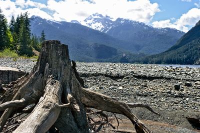 Tree Stump