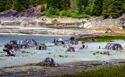 Tree Stumps