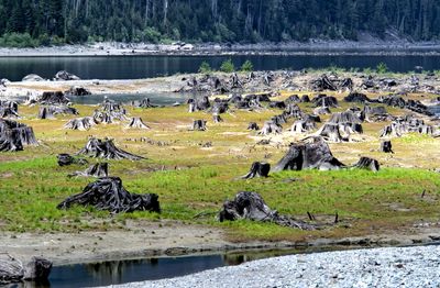 Buttle Lake delta