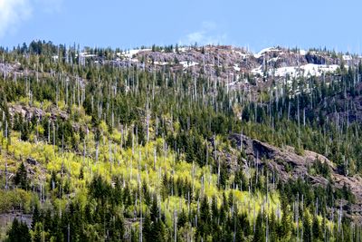 Dead pine trees