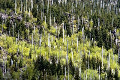 Dead pine trees