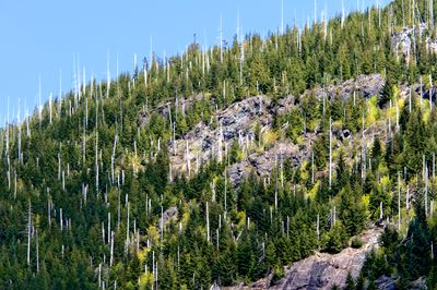 Dead pine trees on the hills