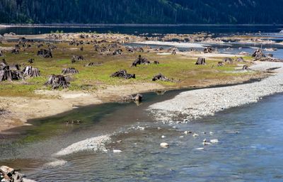 Thelwood Creek and Buttle Lake
