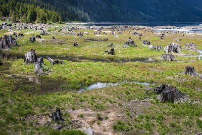 Tree Stumps