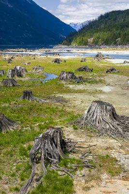 Tree Stumps