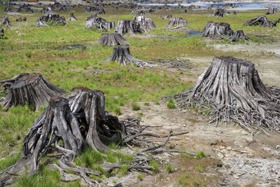 Tree stumps in the Buttle Lake delta, 