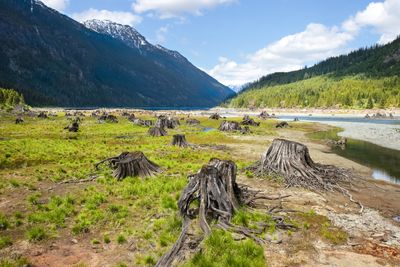 Tree stumps in the Buttle Lake delta