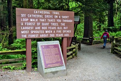 Cathedral Grove