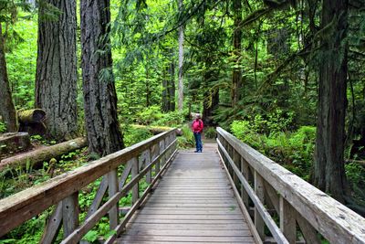 Trail between the tall trees