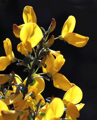 Genista