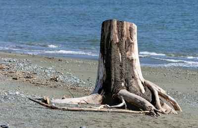 Tree Stump