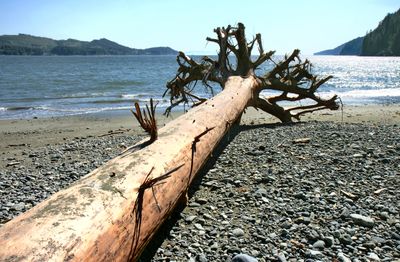 Big tree on the beach