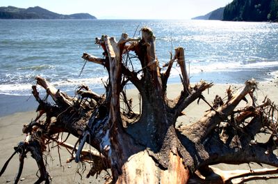 Stump