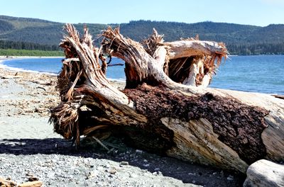Tree on the beach