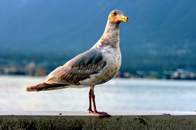 Seagull
