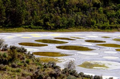 Spotted Lake