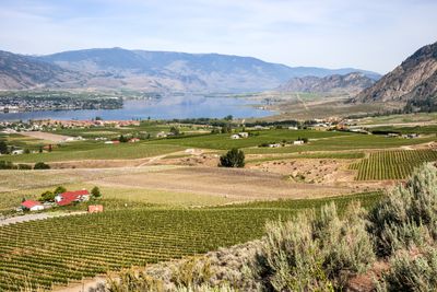 Wine Fields and Osoyoos Lake
