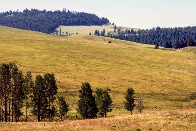 Osoyoos Landscape