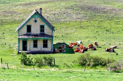 Abandoned house with cows